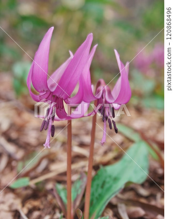 Spring flowers of dogtooth violets bloom in the Skunk Cabbage Forest and Dodan Forest in Shiroishi City, Miyagi Prefecture. 120868496