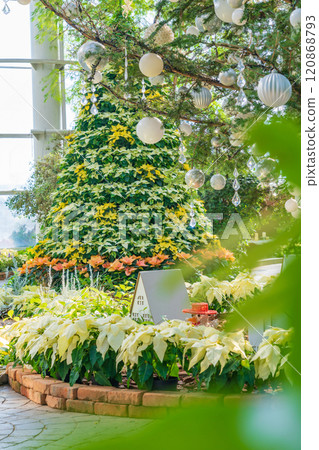 Hamamatsu Flower Park in winter, Christmas display (Hamamatsu City, Shizuoka Prefecture) 120868793