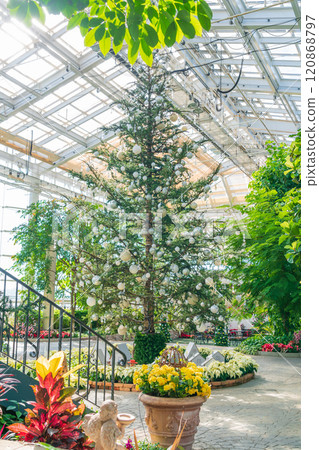 Hamamatsu Flower Park in winter, Christmas display (Hamamatsu City, Shizuoka Prefecture) Hamamatsu Flower Park in winter, Christmas display (Hamamatsu City, Shizuoka Prefecture) 120868797