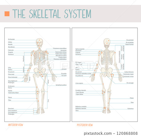 The skeletal system. Detailed Labeled Vector Illustration of the Human Skeleton: Comprehensive Front and Back Views 120868808