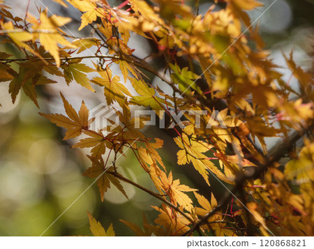 25片色彩鮮豔的秋葉 120868821