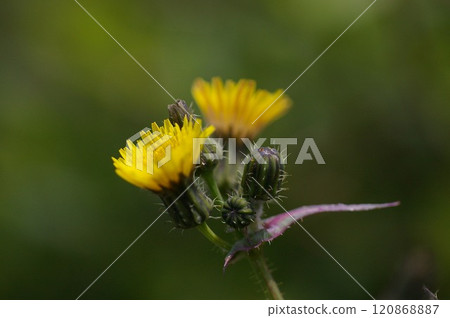 Dandelion and sowweed blooming beautifully on the roadside 120868887