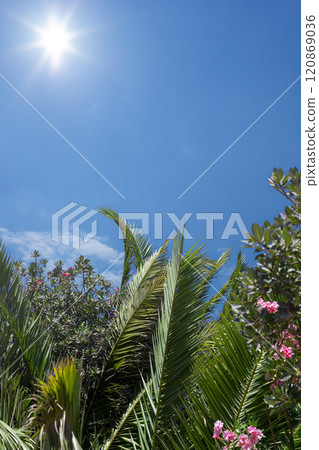 Palm Leaves and Flowers Under Bright Sunlight 120869036