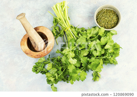 Bundle of cilantro, Coriander leaves. 120869090