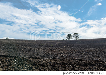 [Autumn scenery of Biei Town's Parent and Child Trees] 120869330