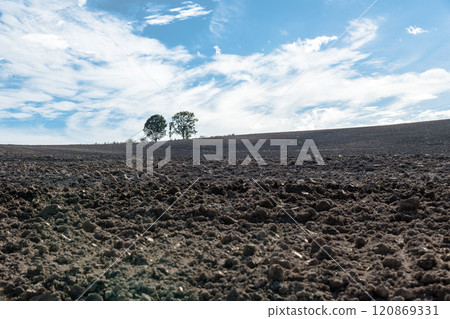 [Autumn scenery of Biei Town's Parent and Child Trees] 120869331