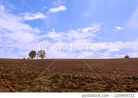 [Biei Town Parent and Child Trees and Tractor Autumn Scenery] 120869332