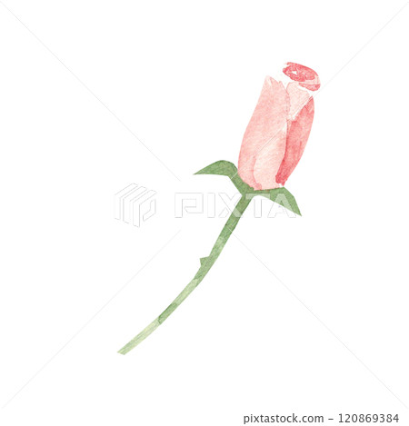 Pink Rose Bud, Simple sketch. Watercolor abstract Hand drawn Floral illustration isolated on a white background. Flower design element for greeting, Valentine cards or wedding invitations. 120869384