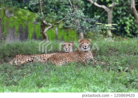Two cheetahs lying down and resting Two cheetahs lying down and resting 120869420