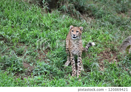 Cheetah looking up in the grass Cheetah looking up in the grass 120869421