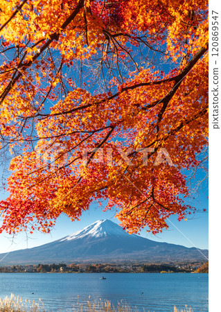 "Yamanashi Prefecture" Lake Kawaguchi and Mt. Fuji in autumn 120869547