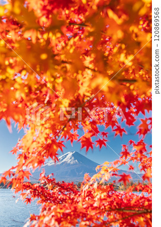 "Yamanashi Prefecture" Lake Kawaguchi and Mt. Fuji in autumn "Yamanashi Prefecture" Lake Kawaguchi and Mt. Fuji in autumn 120869568