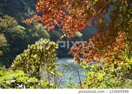秋葉後面可見一條河流 秋葉後面可見一條河流 120869996