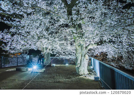 乾櫓台的夜櫻【松代城跡】 120870020