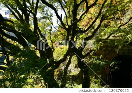 透過樹林可以看到隧道 透過樹林可以看到隧道 120870025
