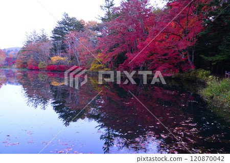 Autumn in Karuizawa, Kumoba Pond Autumn in Karuizawa, Kumoba Pond 120870042