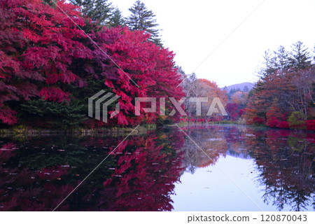 Autumn in Karuizawa, Kumoba Pond Autumn in Karuizawa, Kumoba Pond 120870043