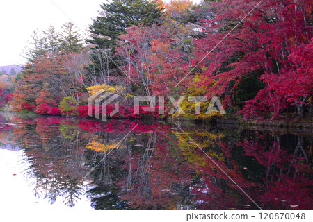 秋天的輕井澤/雲場池 120870048