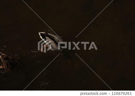 A road that is not romantic 120870261