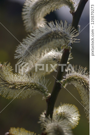 The beautiful silvery white flowers of the pussy willow herald the arrival of spring. 120870273