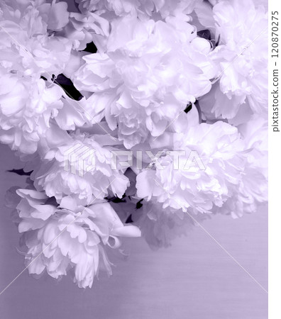 Big white aromatic peony flowers Big white aromatic peony flowers 120870275