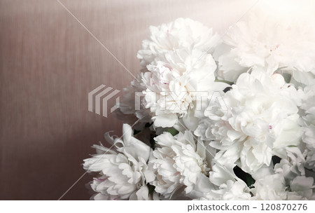 Big white aromatic peony flowers Big white aromatic peony flowers 120870276