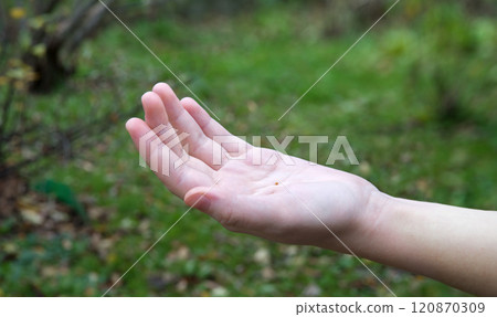 Hand holding small mustard seed 120870309