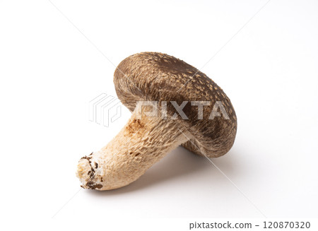 香菇 120870320