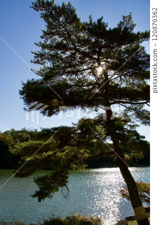 Sunlit pine trees (Expo 2005 Commemorative Park) 120870362