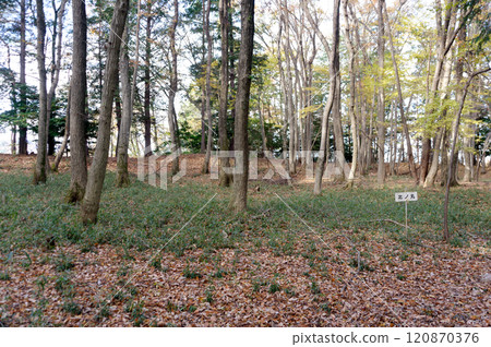 Western Castle Ruins: Kitanomaru 120870376