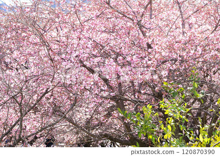 河津櫻花 河津櫻花 120870390