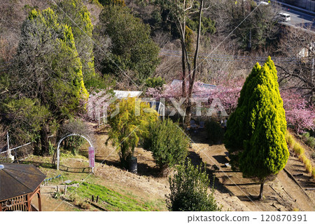 從藥草館看藥草園 從藥草館看藥草園 120870391