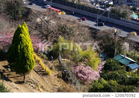 Herb garden from the Herb Museum Herb garden from the Herb Museum 120870392