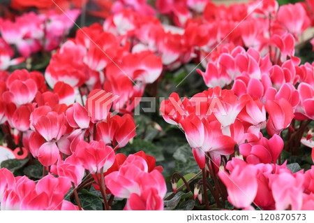 仙客來 聖誕花園 仙客來 120870573