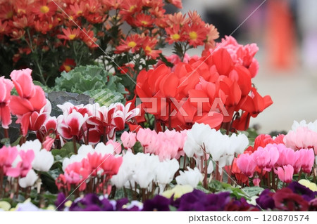 仙客來 聖誕花園 仙客來 仙客來 聖誕花園 仙客來 120870574