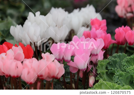 Cyclamen Christmas Flower Garden Cyclamen 120870575