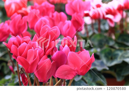 Cyclamen Christmas Flower Garden Cyclamen 120870580