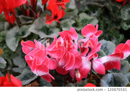 Cyclamen Christmas Flower Garden Cyclamen 120870581