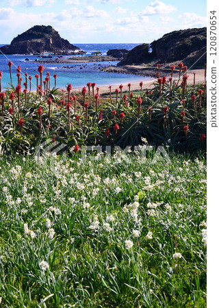 Izu Tsumekizaki, a daffodil colony 120870654