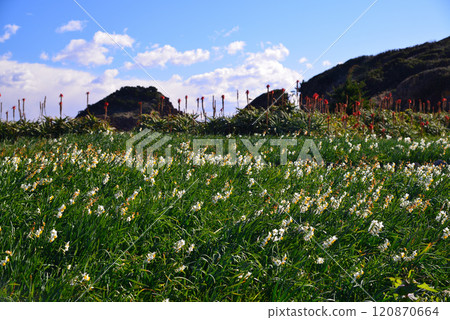 Izu Tsumekizaki, a daffodil colony 120870664