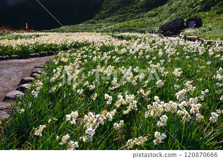 Izu Tsumekizaki, a daffodil colony 120870666