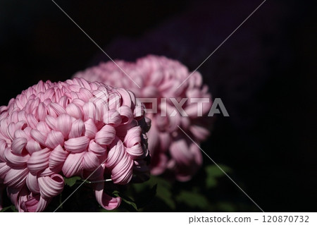 Large chrysanthemums Chrysanthemum flowers Large chrysanthemums Chrysanthemum flowers 120870732