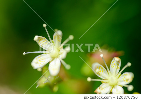 Shikotansou Shikotansou 120870756