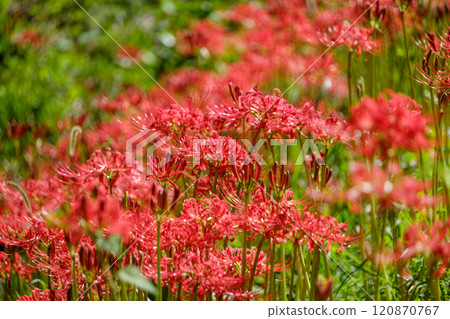 孤挺花盛開的秋景 孤挺花盛開的秋景 120870767