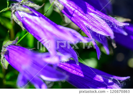 Chishima Kyo Chishima Kyo 120870863