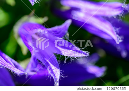 Chishima Kyo 120870865