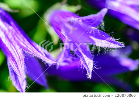 Chishima Kyo Chishima Kyo 120870866