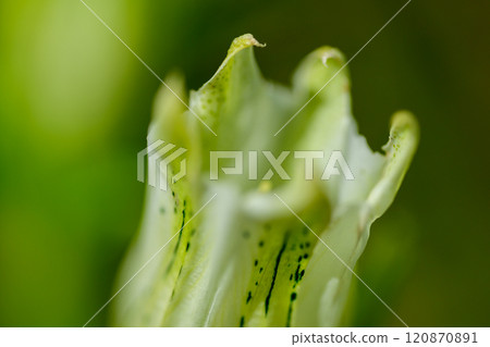 Powered by Translate Powered by Translate 120870891