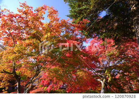 輕井澤明亮的秋葉 120870928