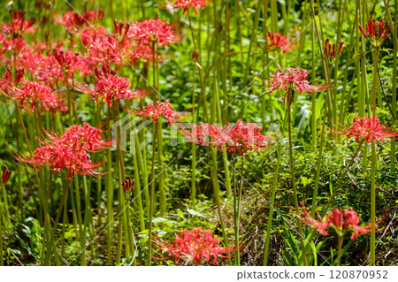 Autumn scenery with blooming spider lilies Autumn scenery with blooming spider lilies 120870952